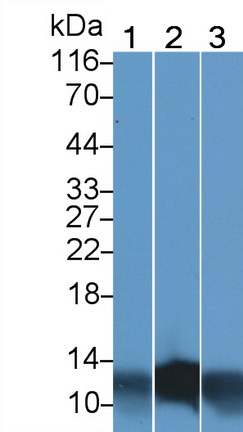 Polyclonal Antibody to Cytochrome C Oxidase Subunit VIc (COX6c)