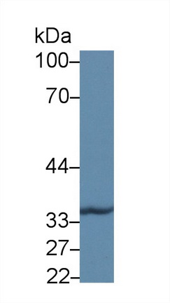 Polyclonal Antibody to Carboxypeptidase A3 (CPA3)