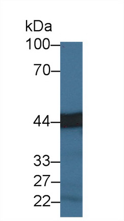 Polyclonal Antibody to Carboxypeptidase A3 (CPA3)