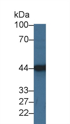 Polyclonal Antibody to Carboxypeptidase A3 (CPA3)