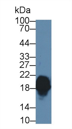 Polyclonal Antibody to Complexin 1 (CPLX1)