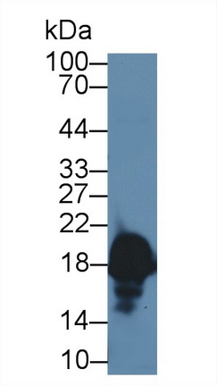 Polyclonal Antibody to Complexin 1 (CPLX1)