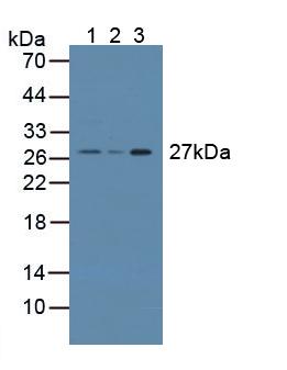 Polyclonal Antibody to Cysteine Rich Secretory Protein 1 (CRISP1)