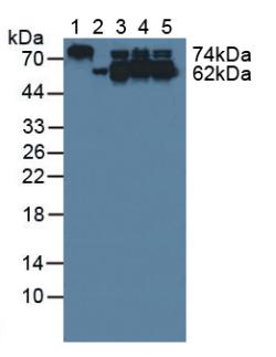 Polyclonal Antibody to Collapsin Response Mediator Protein 1 (CRMP1)