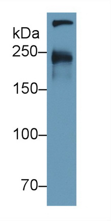 Polyclonal Antibody to Cubilin (CUBN)