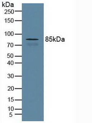 Polyclonal Antibody to Cullin 1 (CUL1)