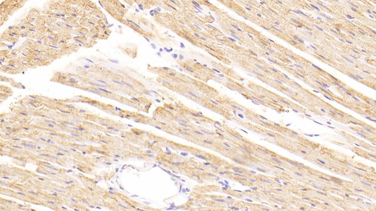 Polyclonal Antibody to Carnitine Palmitoyltransferase 2, Mitochondrial (CPT2)