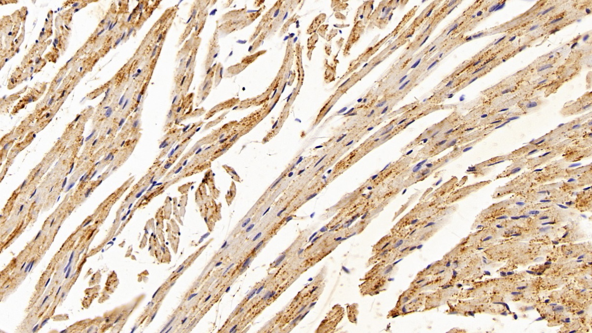 Polyclonal Antibody to Catalase (CAT)