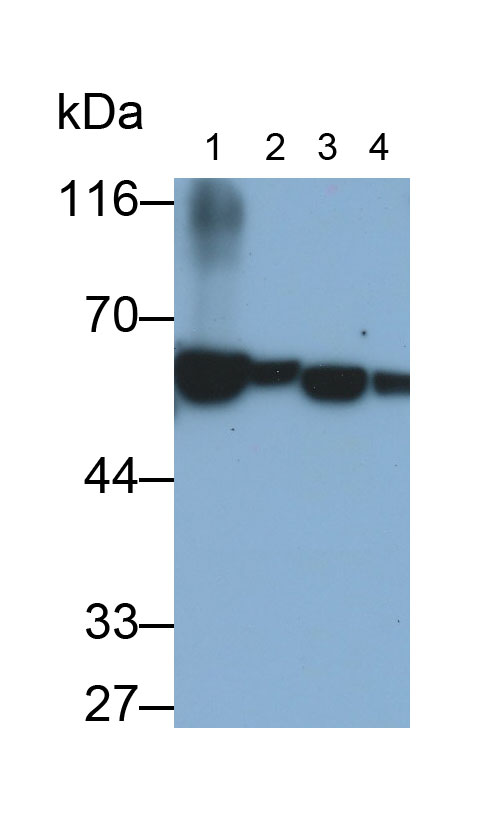 Polyclonal Antibody to Catalase (CAT)