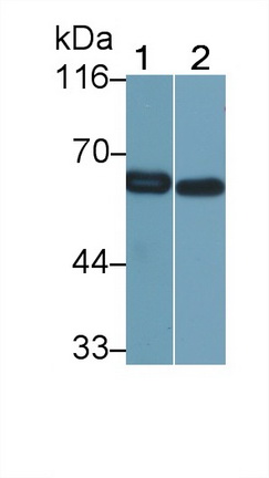 Polyclonal Antibody to Catalase (CAT)