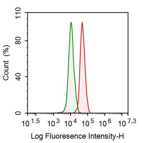 Polyclonal Antibody to Catalase (CAT)