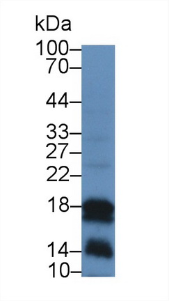 Polyclonal Antibody to Cathelicidin Antimicrobial Peptide (CAMP)