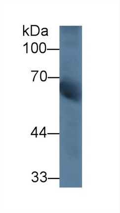 Polyclonal Antibody to Chimerin 2 (CHN2)