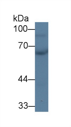 Polyclonal Antibody to Chimerin 2 (CHN2)