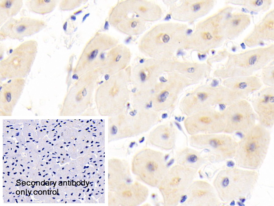 Polyclonal Antibody to Dishevelled Associated Activator Of Morphogenesis 1 (DAAM1)