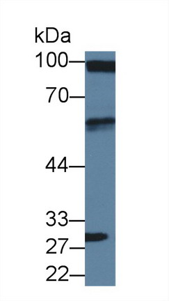 Polyclonal Antibody to Drebrin 1 (DBN1)