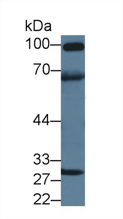 Polyclonal Antibody to Drebrin 1 (DBN1)