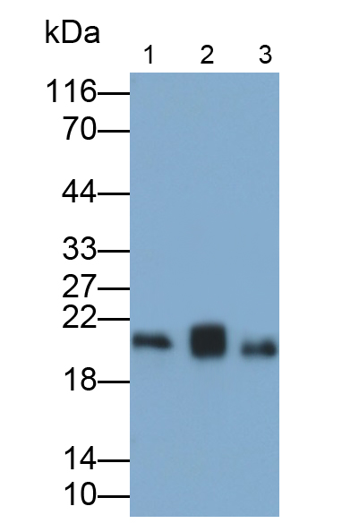 Polyclonal Antibody to Dermatopontin (DPT)