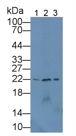 Polyclonal Antibody to Dermatopontin (DPT)