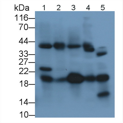 Polyclonal Antibody to Dermatopontin (DPT)