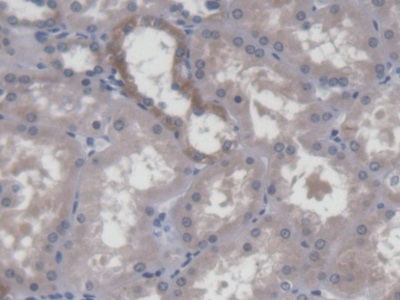 Polyclonal Antibody to Developmental Pluripotency Associated Protein 3 (DPPA3)