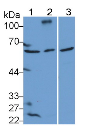 Polyclonal Antibody to Dymeclin (DYM)