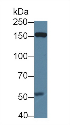 Polyclonal Antibody to Dystrophin Associated Glycoprotein 1 (DAG1)