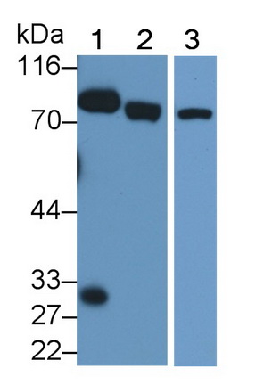 Polyclonal Antibody to Extracellular Matrix Protein 1 (ECM1)