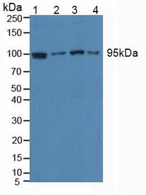 Polyclonal Antibody to Eukaryotic Translation Elongation Factor 2 (EEF2)