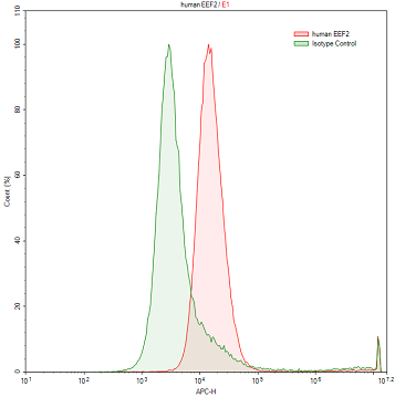 Polyclonal Antibody to Eukaryotic Translation Elongation Factor 2 (EEF2)