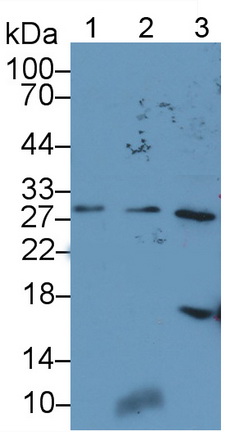 Polyclonal Antibody to Endoplasmic Reticulum Protein 29 (ERP29)