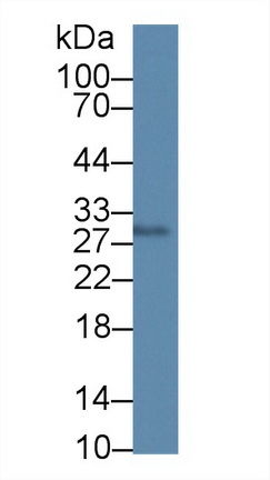 Polyclonal Antibody to Endoplasmic Reticulum Protein 29 (ERP29)