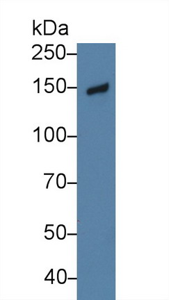 Polyclonal Antibody to Nidogen (NID)