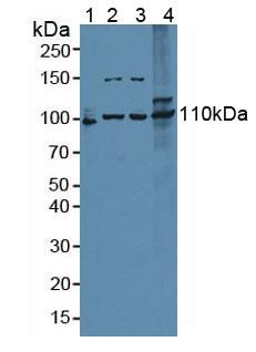 Polyclonal Antibody to Exonuclease 1 (EXO1)