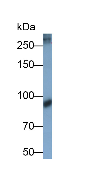 Polyclonal Antibody to Fatty Acid Synthase (FASN)