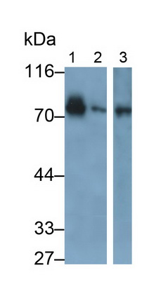 Polyclonal Antibody to Fibulin 1 (FBLN1)