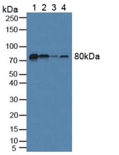 Polyclonal Antibody to Fibulin 1 (FBLN1)