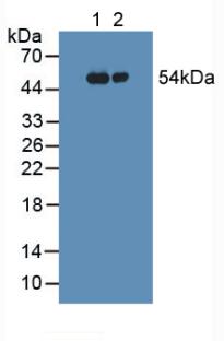 Polyclonal Antibody to Fibrinogen Gamma (FGg)