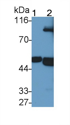 Polyclonal Antibody to Fibrinogen Gamma (FGg)