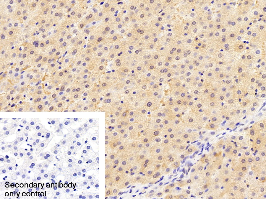 Polyclonal Antibody to Fibrinogen Gamma (FGg)