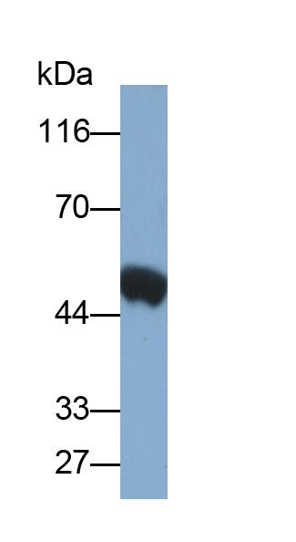 Polyclonal Antibody to Fibrinogen Gamma (FGg)