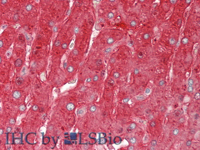 Polyclonal Antibody to Fibrinogen Gamma (FGg)