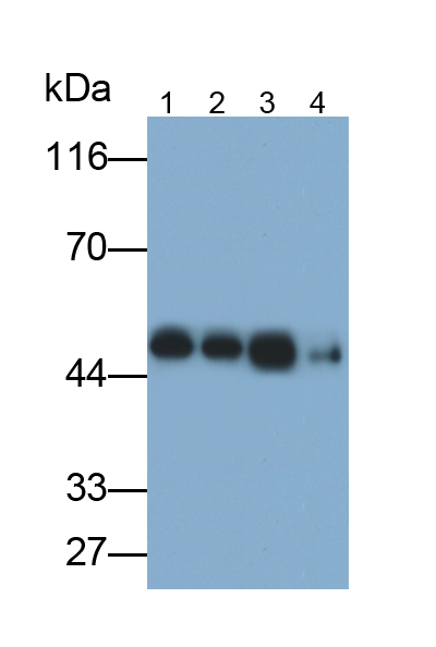 Polyclonal Antibody to Flotillin 2 (FLOT2)