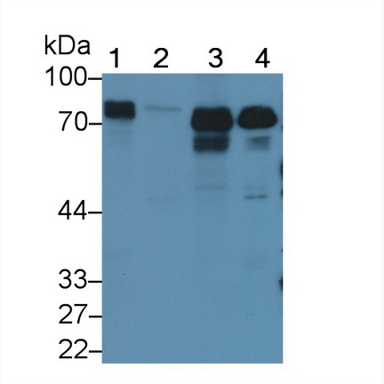 Polyclonal Antibody to Formin Binding Protein 1 (FNBP1)