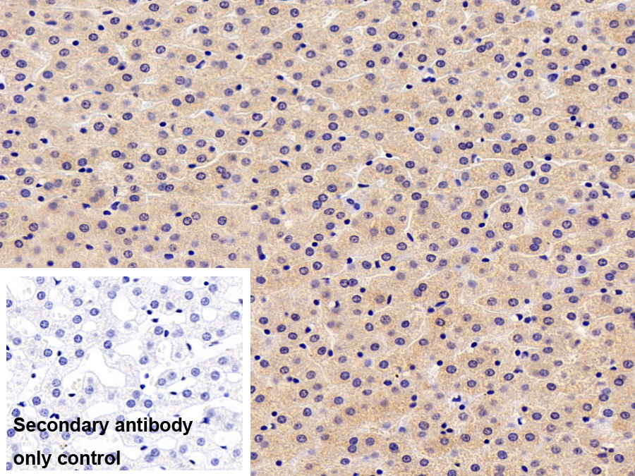 Polyclonal Antibody to Furin (FUR)