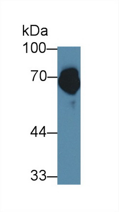 Polyclonal Antibody to Furin (FUR)