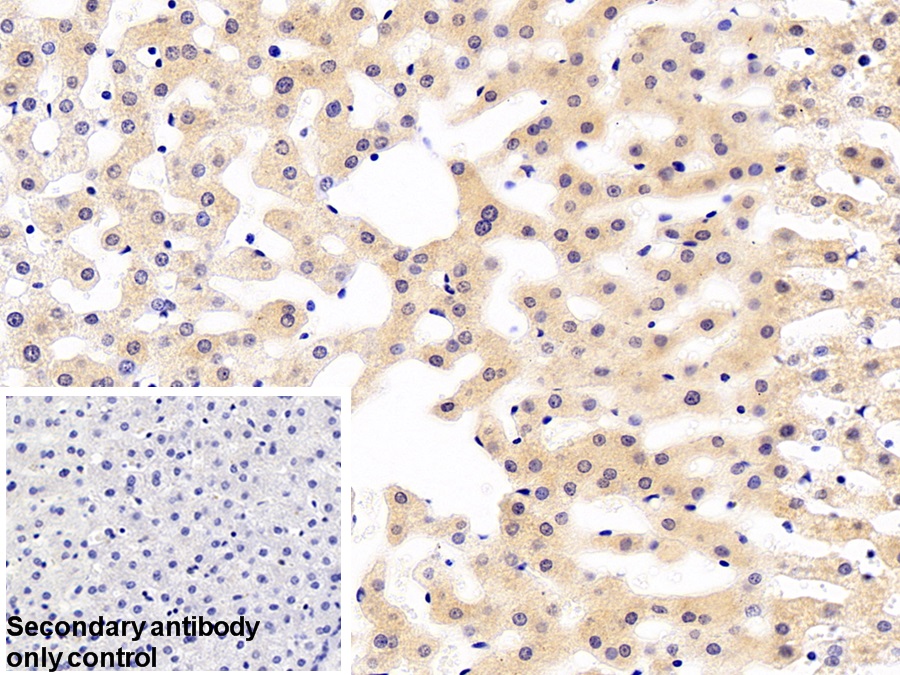 Polyclonal Antibody to Furin (FUR)