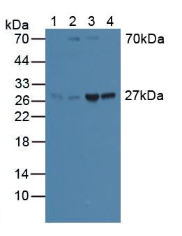 Polyclonal Antibody to Guanidinoacetate-N-Methyltransferase (GAMT)