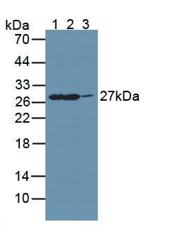 Polyclonal Antibody to Guanidinoacetate-N-Methyltransferase (GAMT)