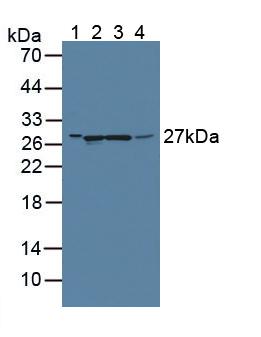 Polyclonal Antibody to Guanidinoacetate-N-Methyltransferase (GAMT)